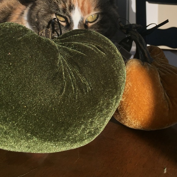 Meet your Posher, Bianca - Picture 1 of 1